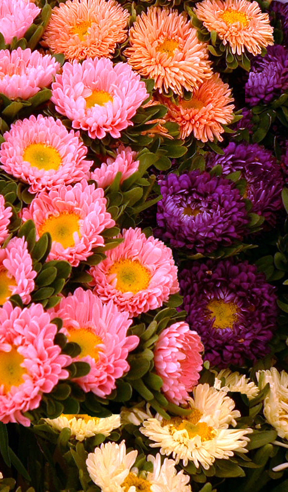 China Aster double ‘Crego Giant Mix’