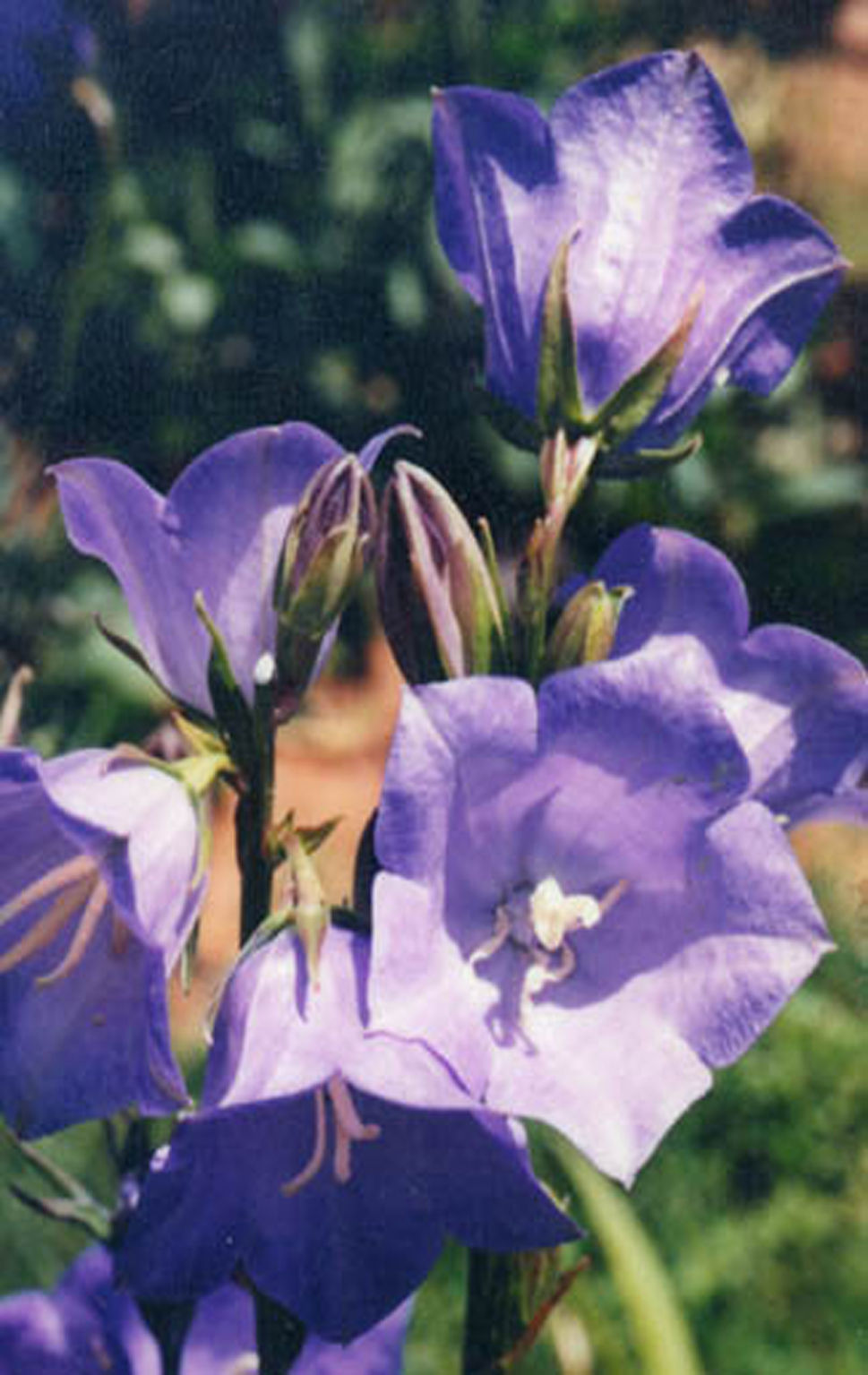 Peach Leaved Bellflower (Blue)