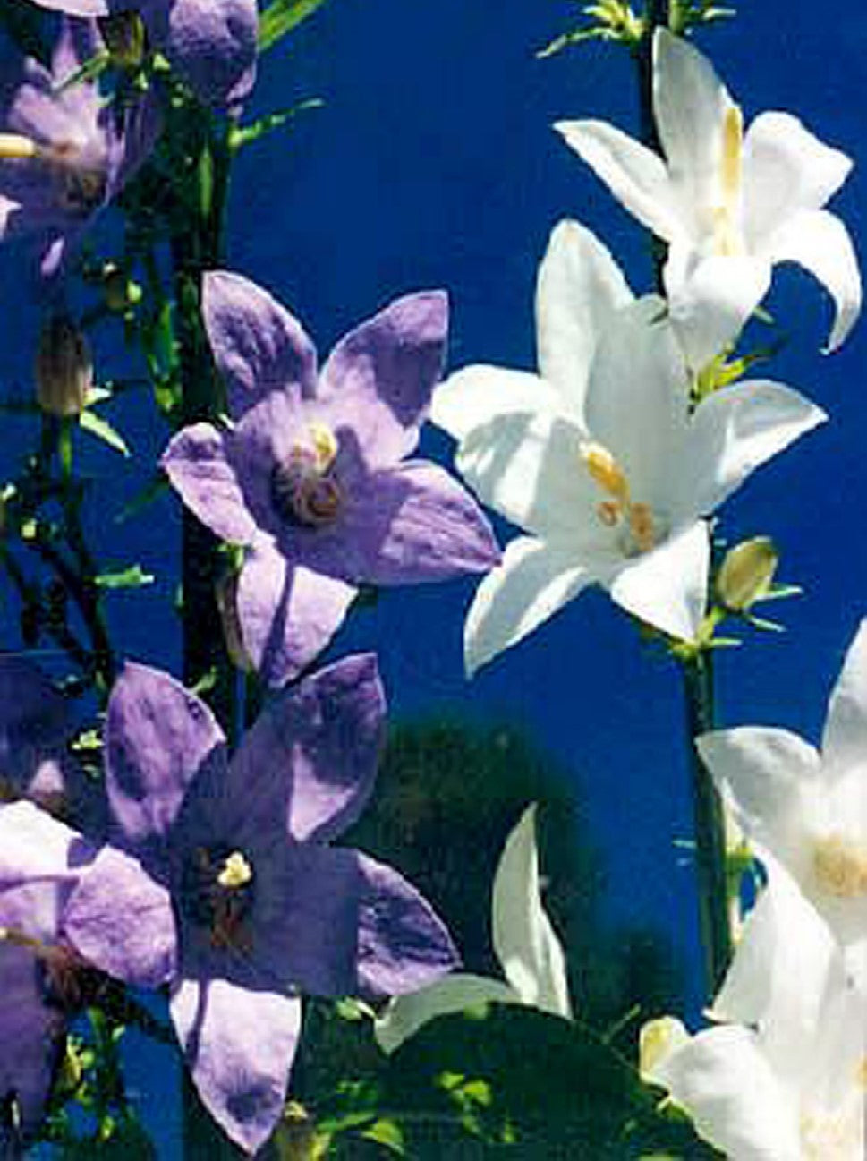 Campanula pyramidalis