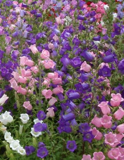 CANTERBURY BELLS ‘Mixed Single’