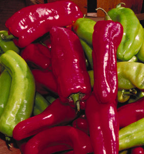 Capsicum ‘Cubanelle’
