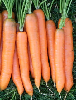 Carrot ‘All Seasons’