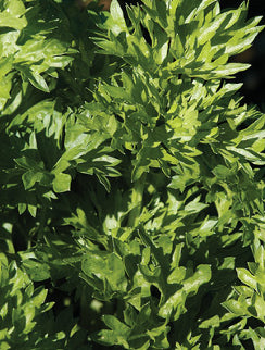 CELERY ‘Par-Cel’ (cutting herb)
