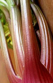 Celery Red