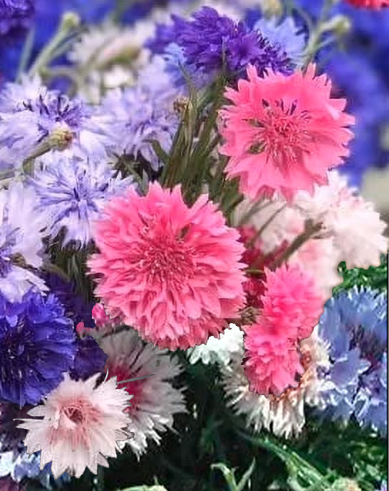 Cornflower 'Dwarf Polka Dot Mix'