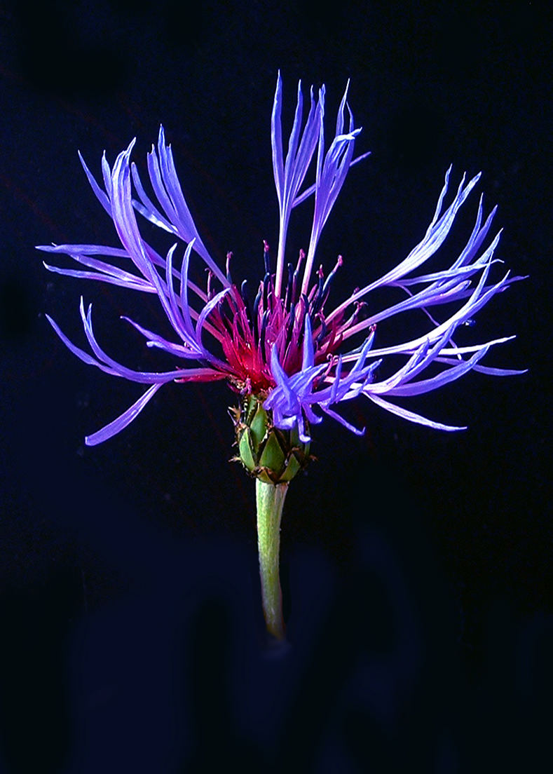PERENNIAL CORNFLOWER