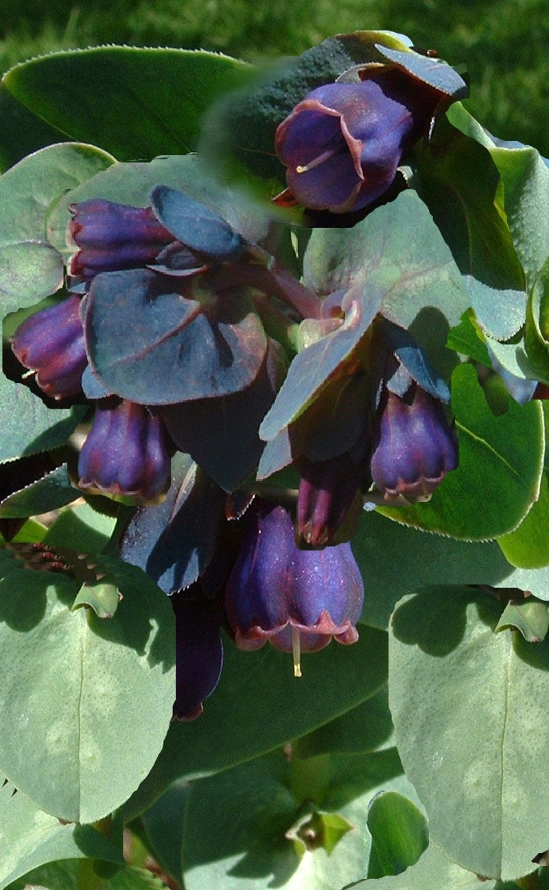 HONEYWORT