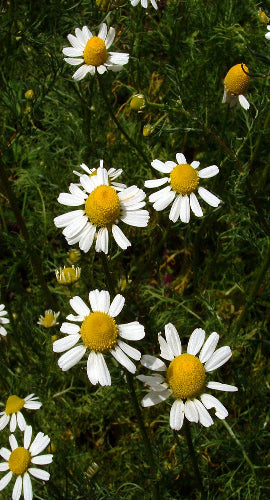 Chamomille German