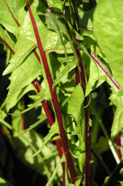 Chicory red Rib