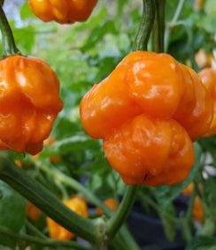 Chilli ‘Scotch Bonnet’