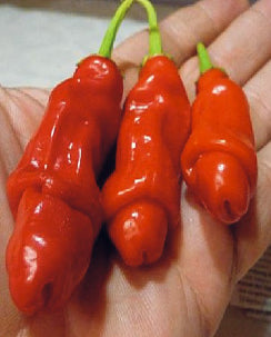 Chilli ‘Peter Pepper’