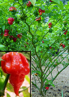 CHILLI ‘Trinidad Scorpion Butch T’