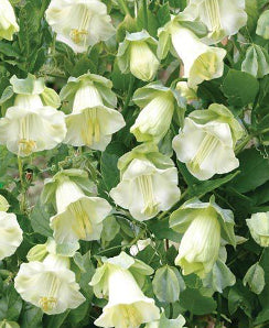 Cup and Saucer Vine ‘White’