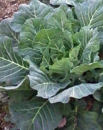 Collard Sthn Georgia