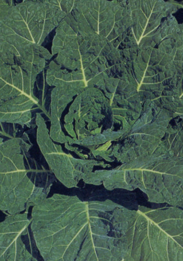 Collard HiCrop