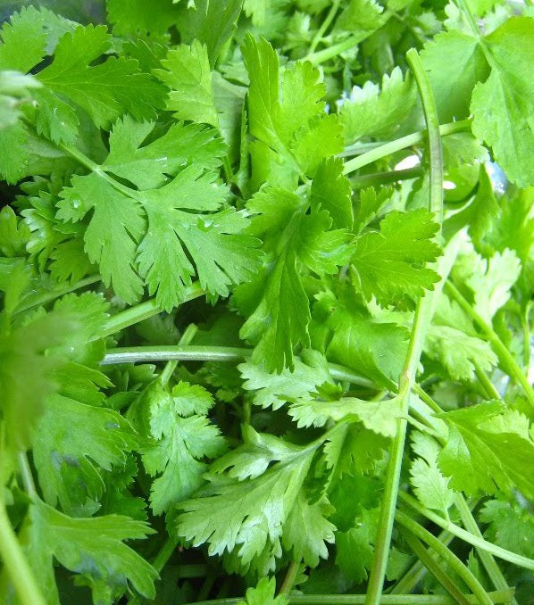 Renee's Garden Bonus Pack Heirloom Cilantro Seeds