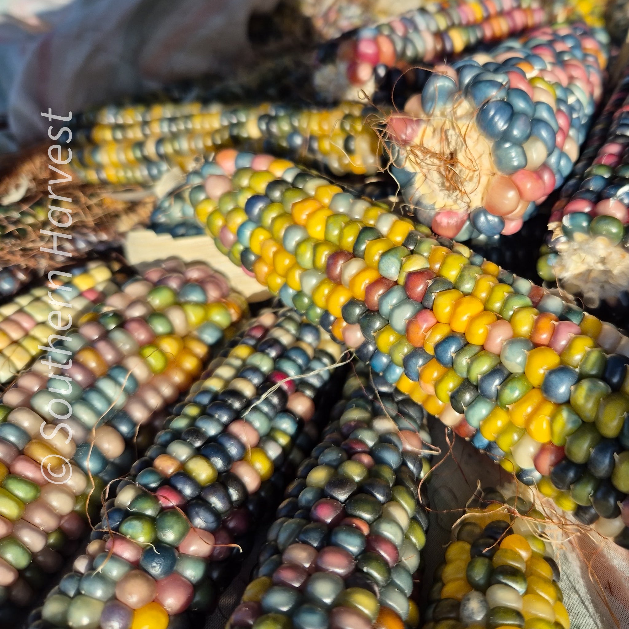 Corn ‘Glass Gem’