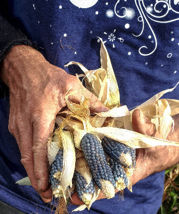 Corn Baby Blue Hopi