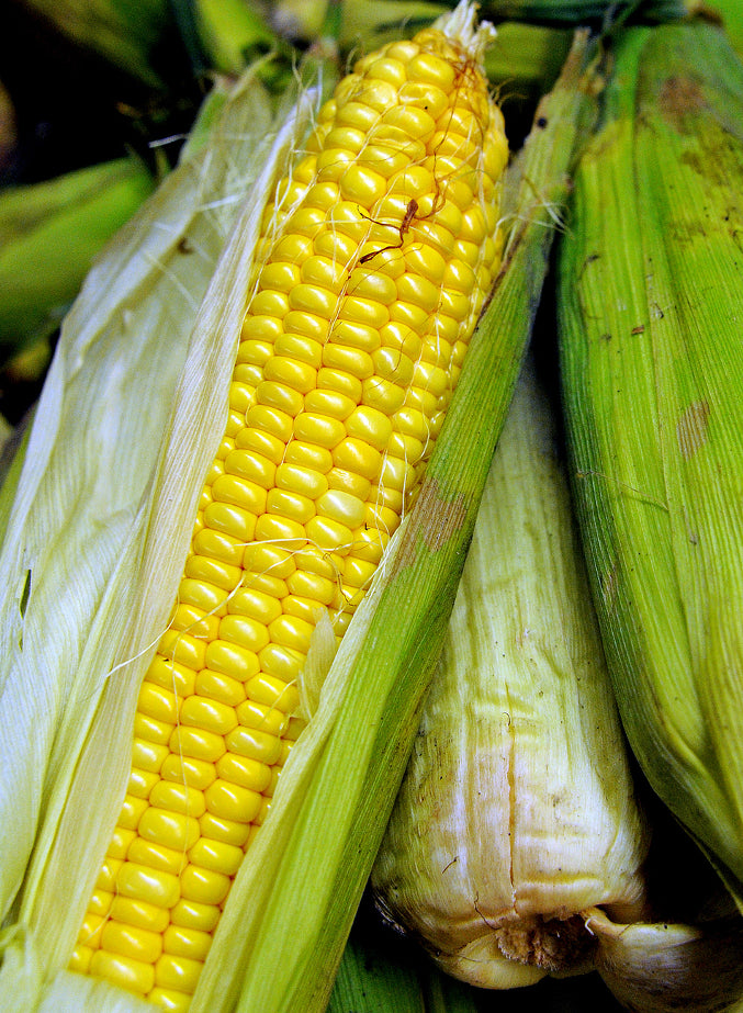Sweet Corn ‘True Gold’