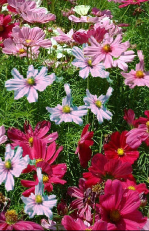 Cosmos Sensation