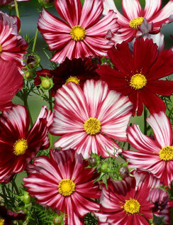 Cosmos ‘Velouette’