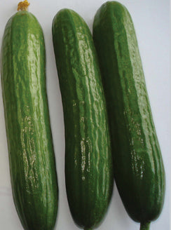 Cucumber 'Beit Alpha'