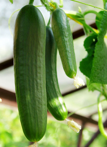 Cucumber Muncher