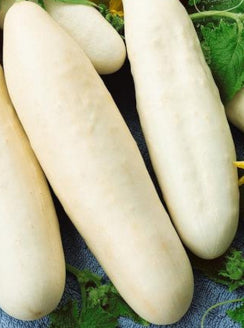 Cucumber Redland White