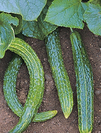 Cucumber 'Suyo Long'