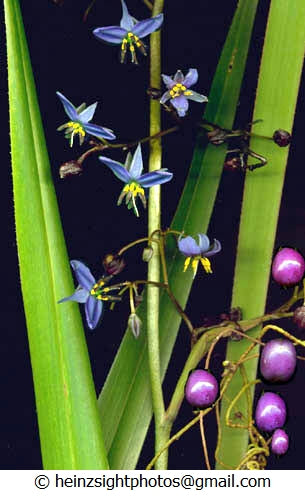 BLUE FLAX LILY