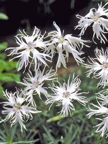 LITTLE MAIDEN DIANTHUS