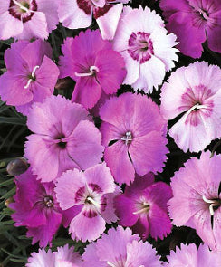 Feathered Pink Dianthus