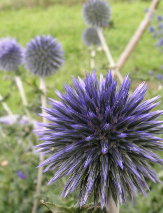 Echinops ritro