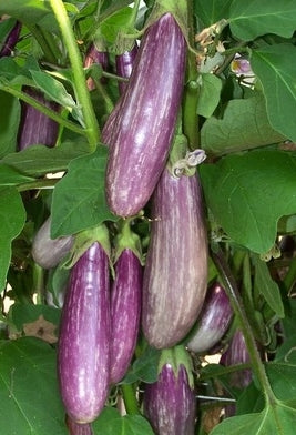 EGGPLANT ‘Lavender Blush’ F1