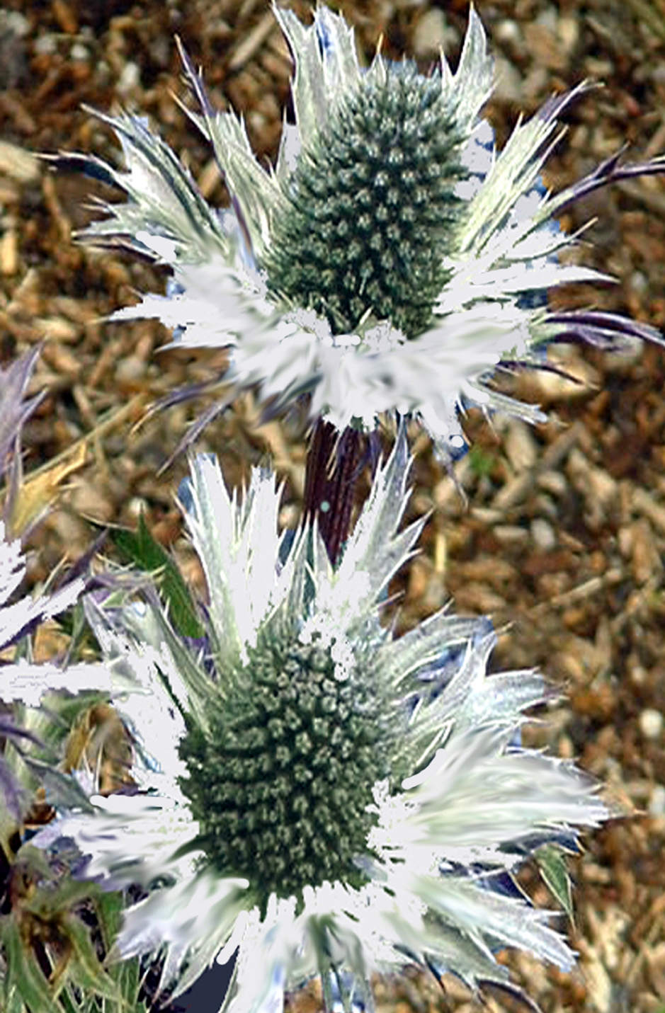 MISS WILLMOTT’S GHOST