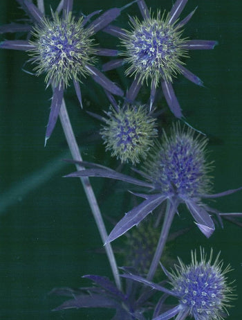 Sea Holly