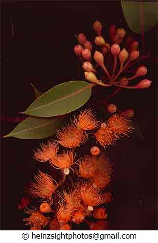 SCARLET FLOWERING GUM
