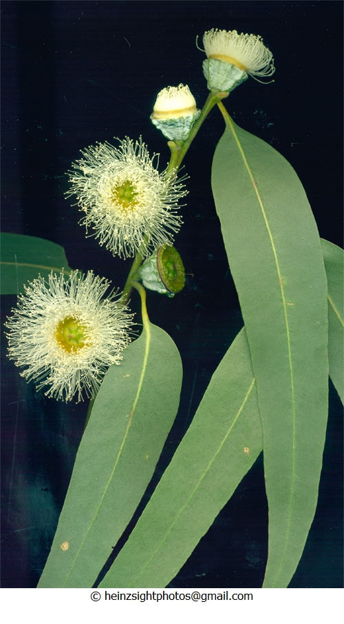 TASMANIAN BLUE GUM