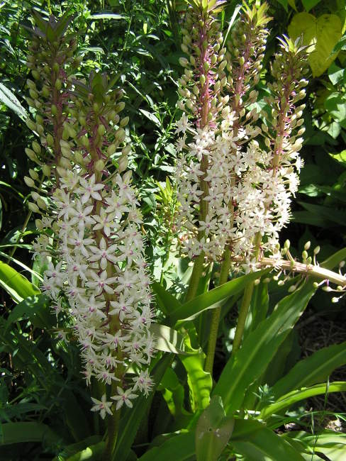 pineapple lily white Pineapple Lily