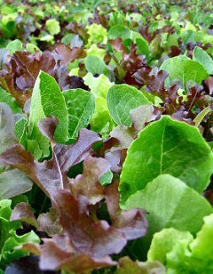 Fancy Lettuce Mix