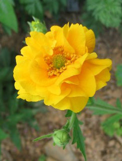 Geum ‘Lady Stratheden’