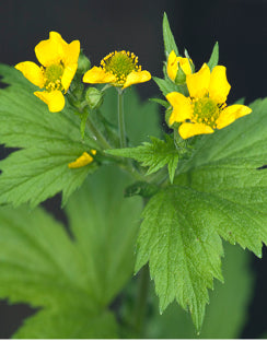 Herb Bennet