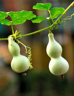 Gourd_20Mini_20Bottle