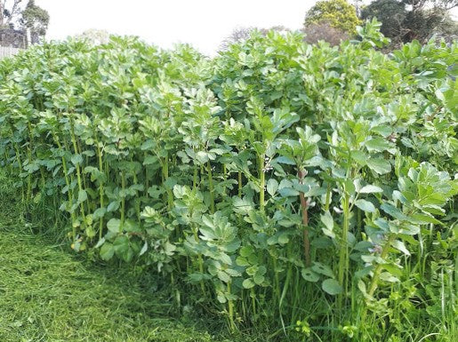 Green Manure ‘Soil and Worm Museli’
