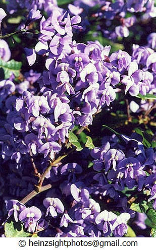 NATIVE WISTERIA