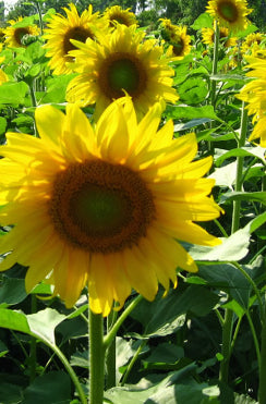 Sunflower ‘Oil Drop’