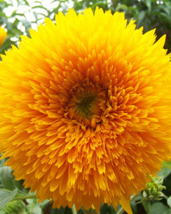 Sunflower ‘Double Dazzler’