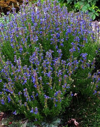 Hyssop