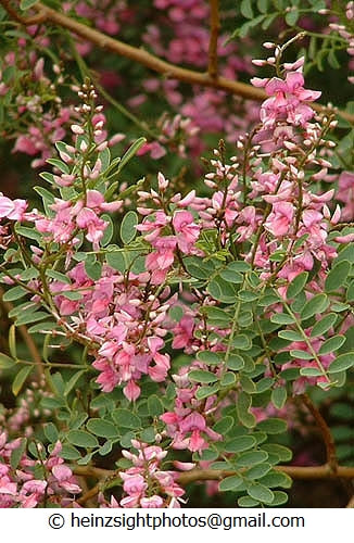 AUSTRALIAN INDIGO
