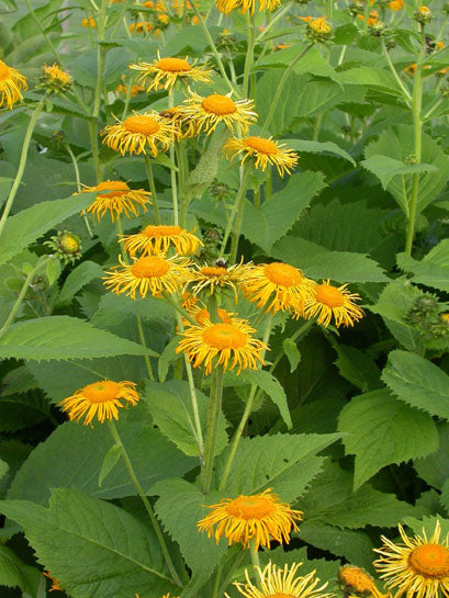 INULA ‘Spider Flower’
